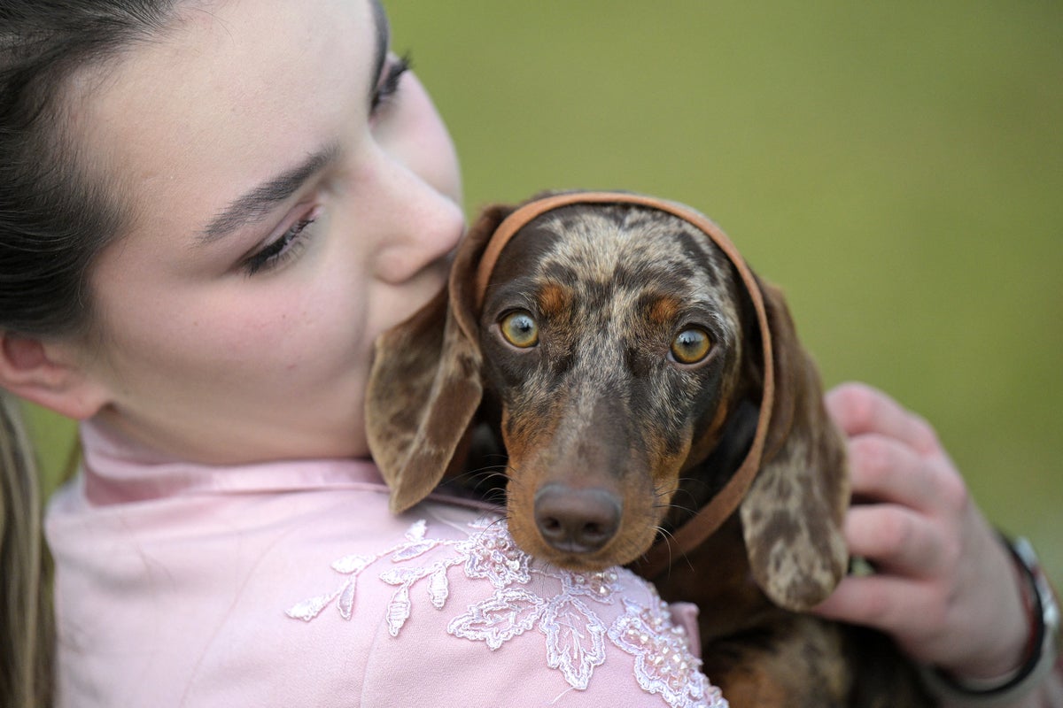 these-are-the-most-popular-dog-names-in-america