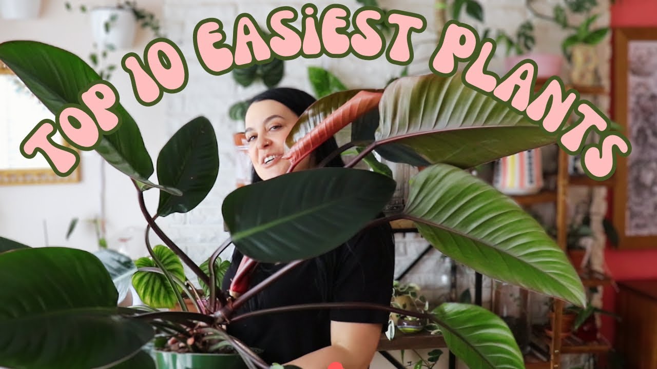 Which houseplants thrive in low light?