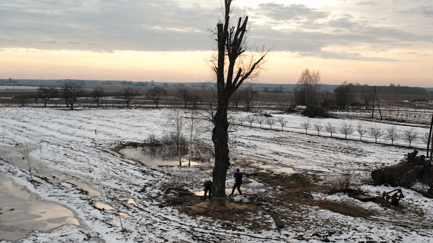 Stubborn tree refuses to fall and turns a routine felling job into a ...
