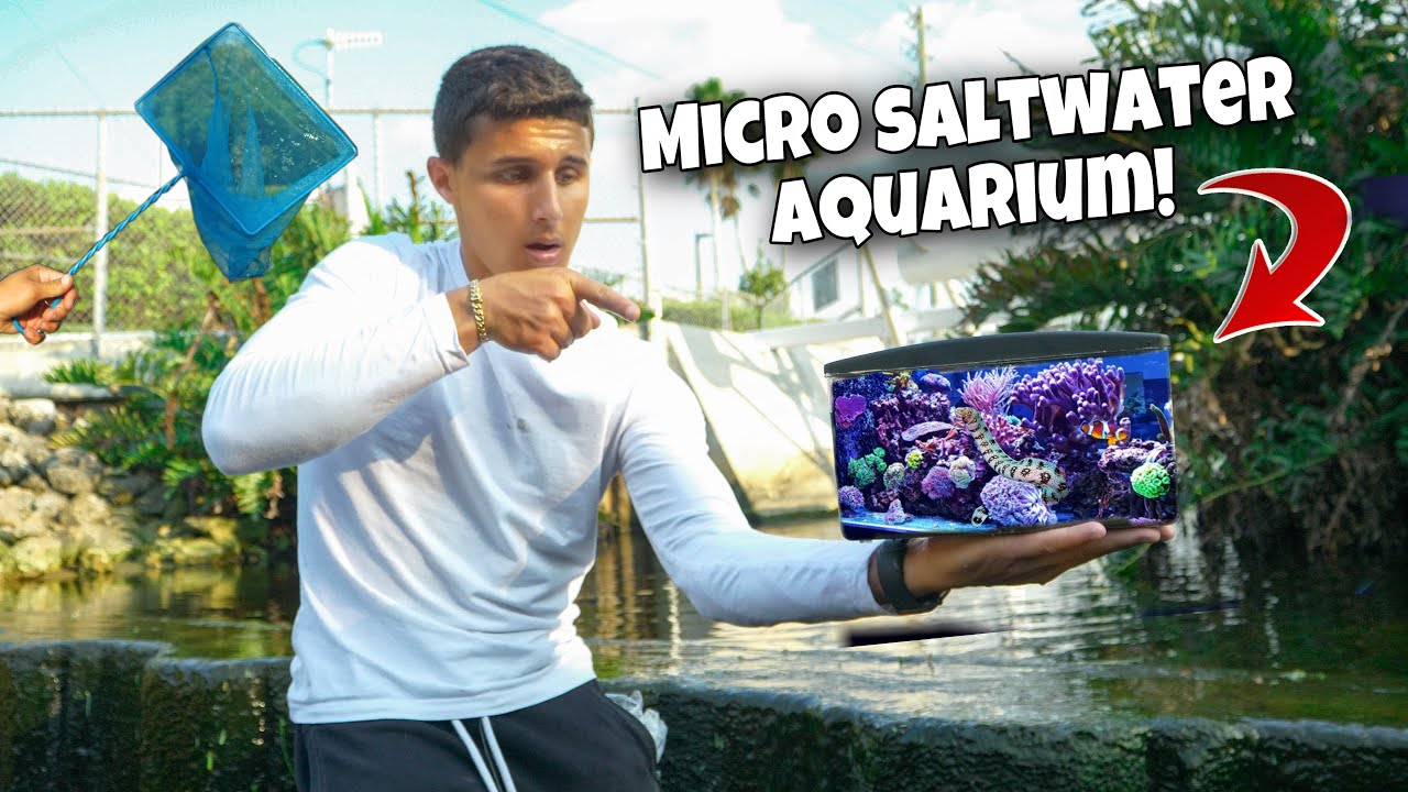 Netting exotic micro aquarium fish!