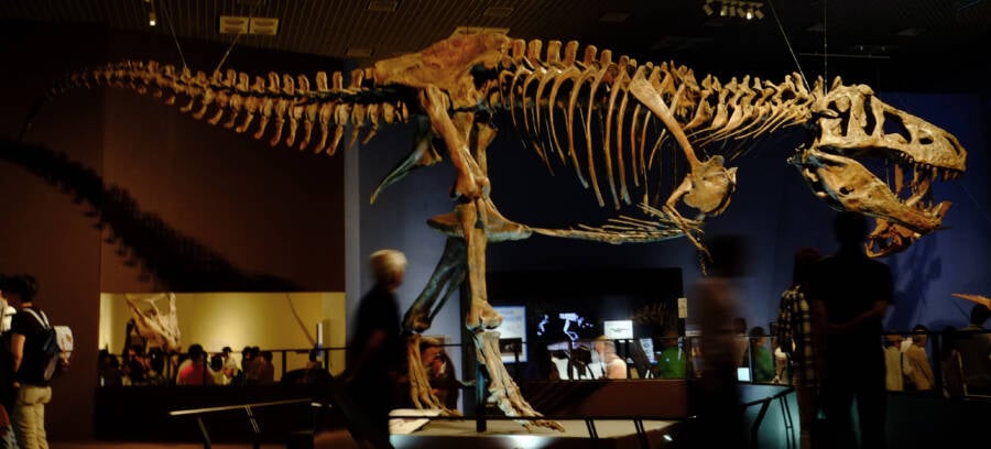A dinosaur mummy, an unknown human ancestor, and more of the most groundbreaking prehistoric discoveries of the last decade