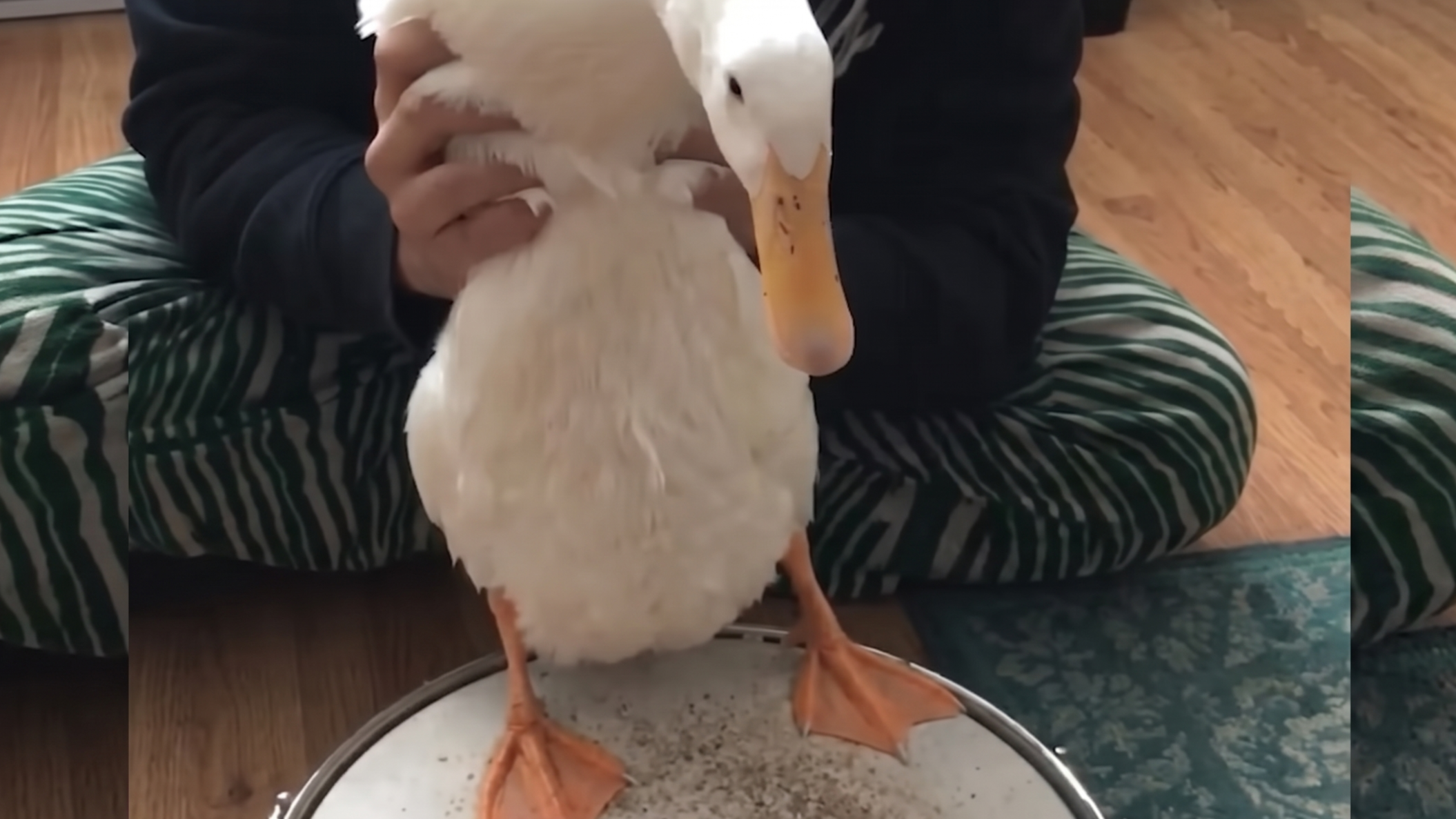Nobody expected the duck to be the star - but he stole the entire show
