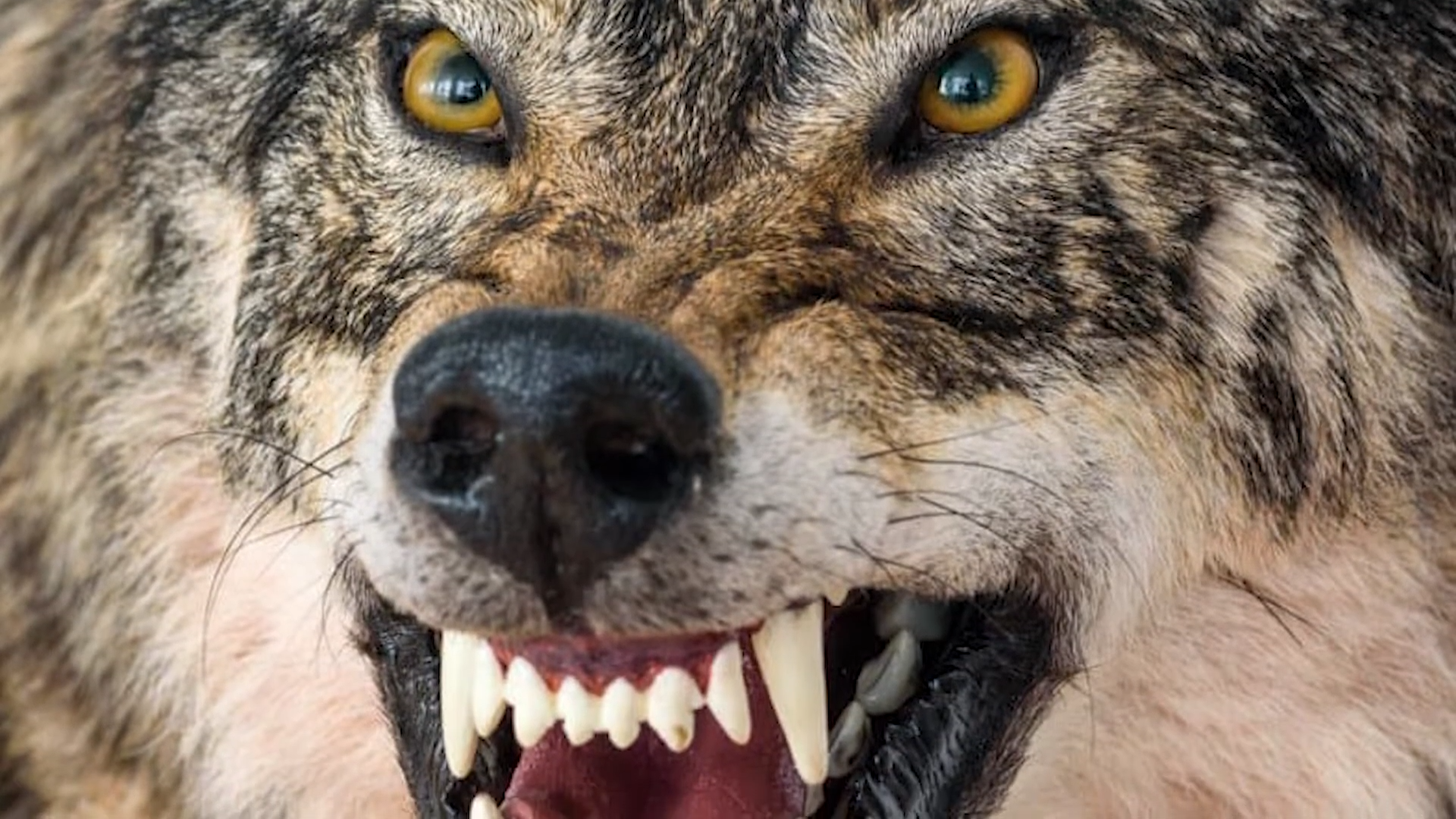 What the Navajo said about the people who became wolves at night