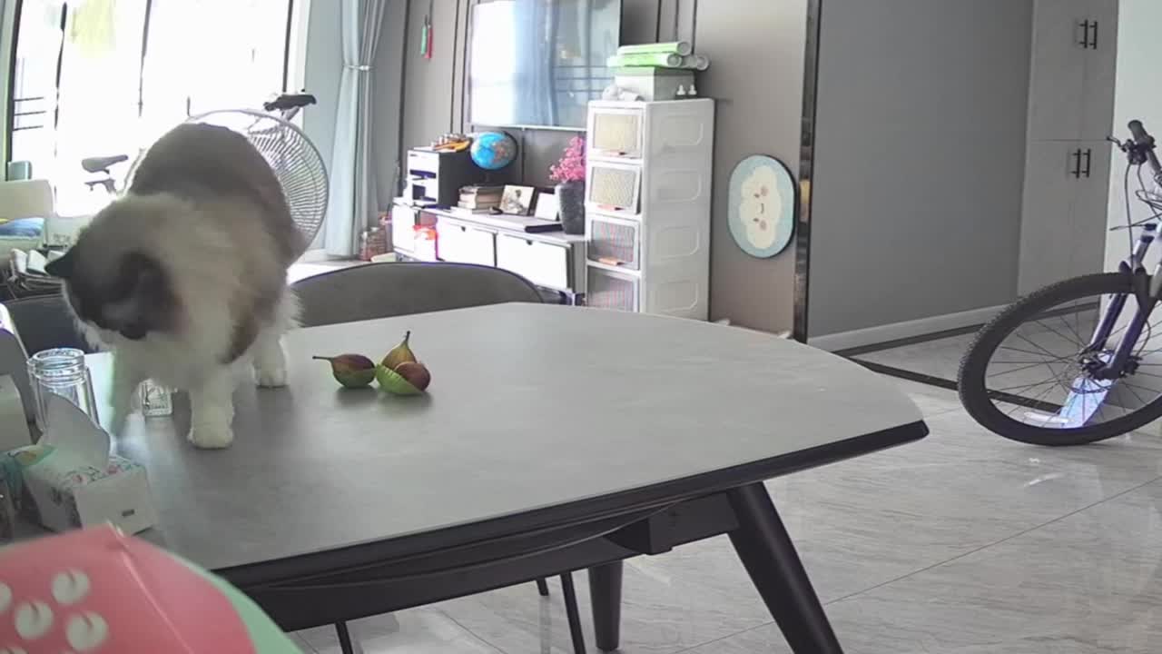 Ragdoll pushes a glass jar off a table in Jiangsu, China