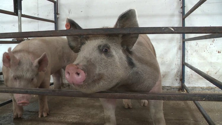Grasshopper fire cancels Wasco County Fair, forcing 4-H families to wait for their next opportunity