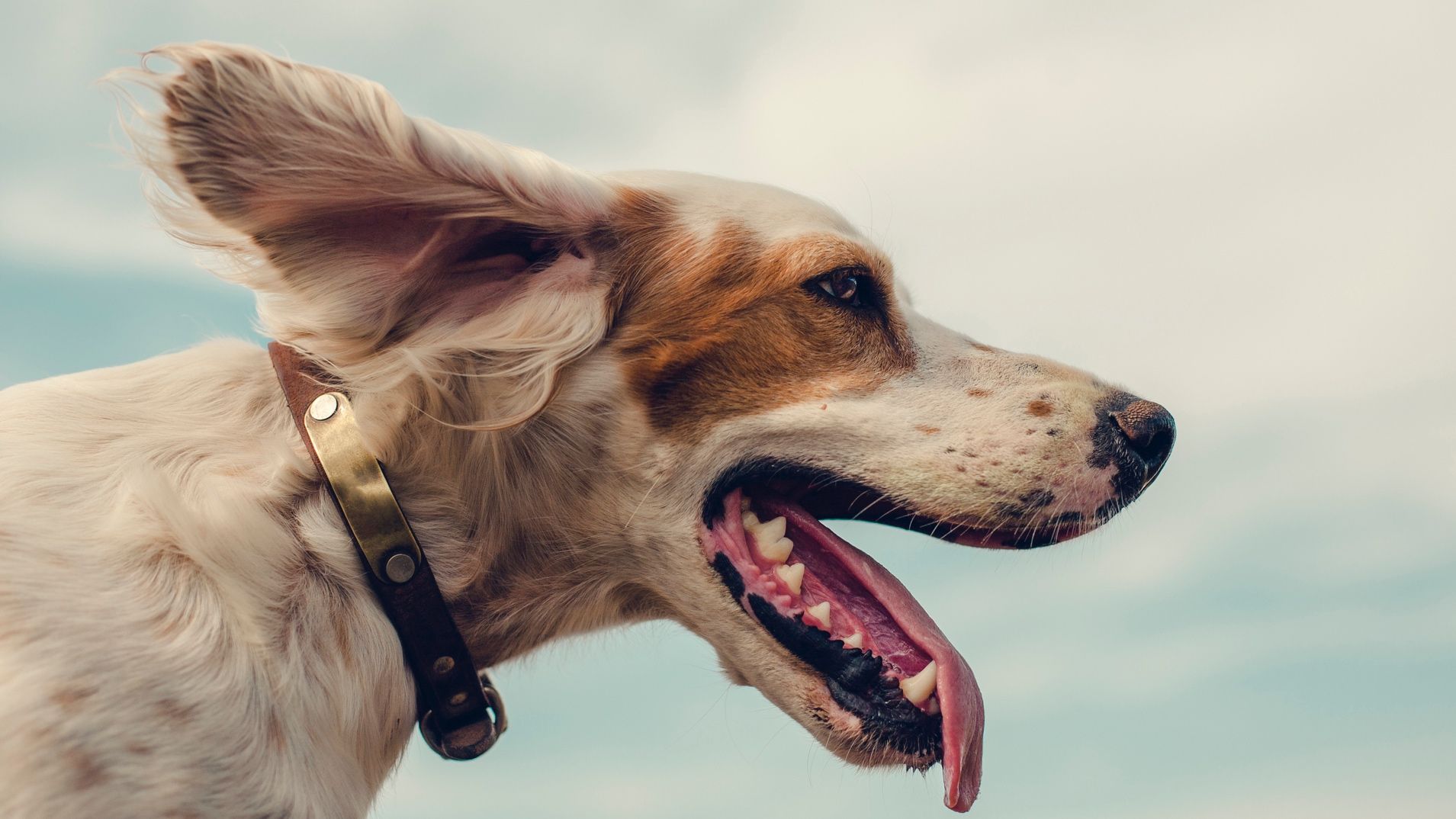 The best outdoor dog breeds
