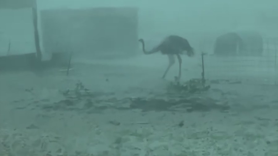 Severe storms devastate animal rescue farm in Northwest Indiana
