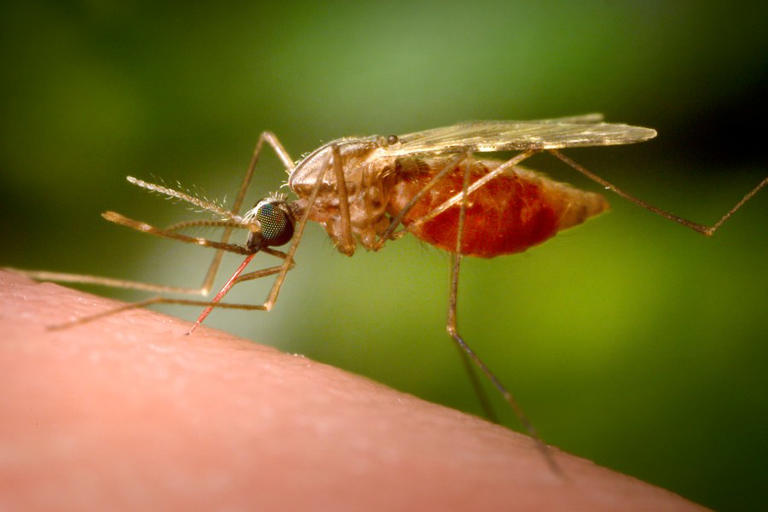 Mosquitoes positive for West Nile virus detected in Mercer, Butler ...