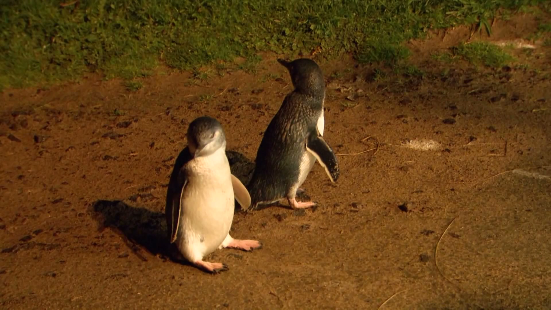 Phillip Island penguin colony to be vaccinated against bird flu in ...