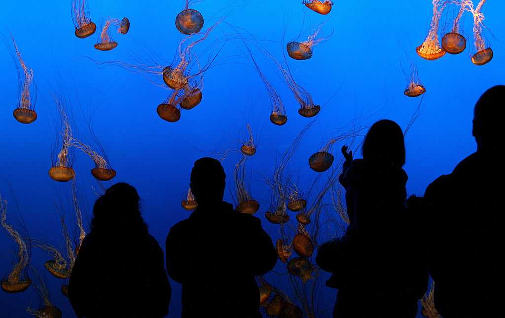 monterey-bay-aquarium-offers-free-tickets-for-monterey-county-residents