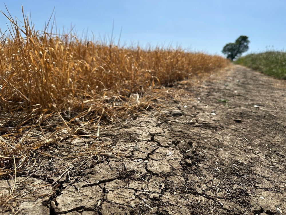 NFU applauds UK drought aid but says some crops already failing