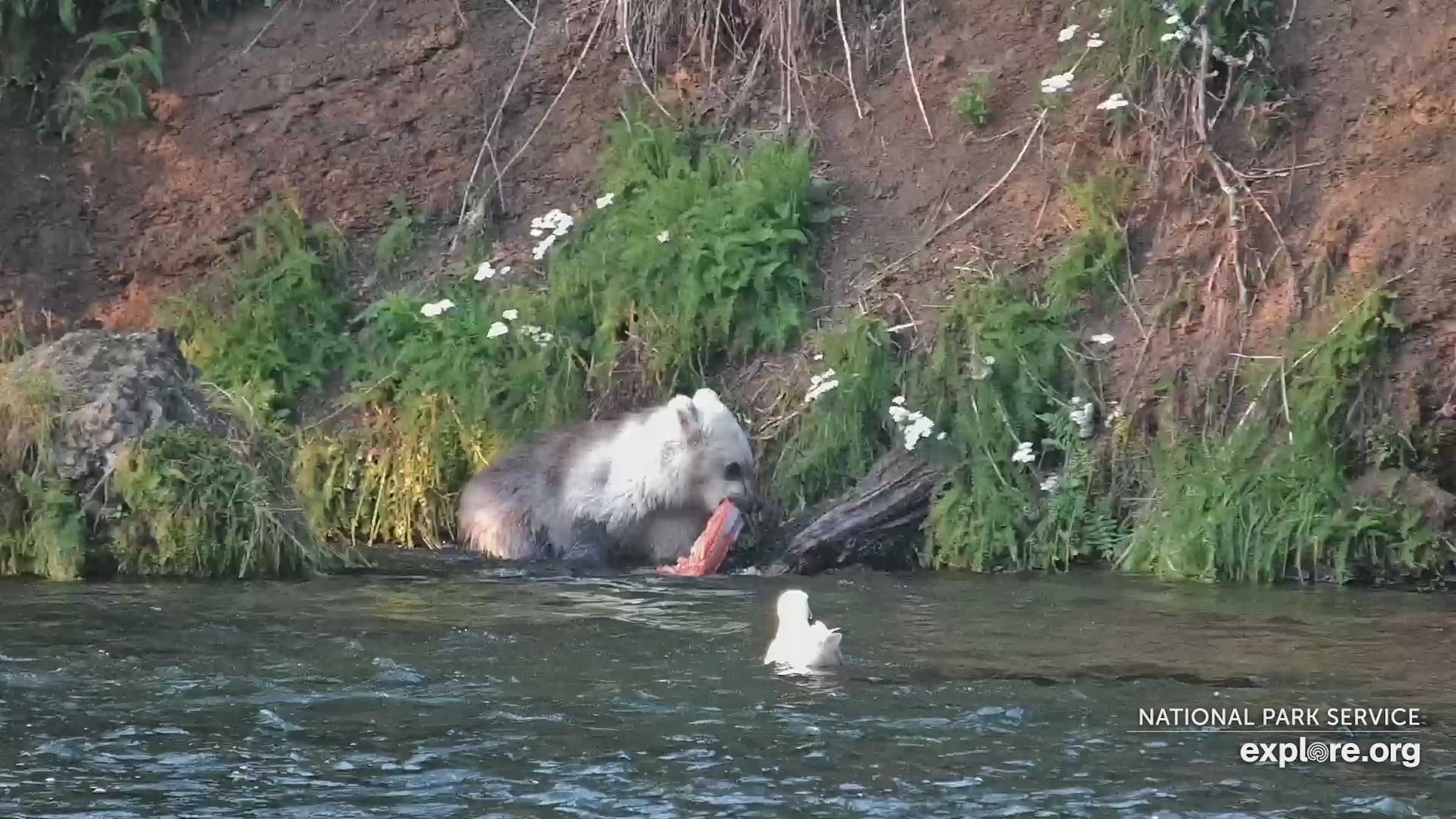 a-mysterious-silver-cub-just-debuted-on-the-katmai-bear-cam-is-it-a