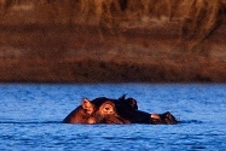 A hippo has killed a one-year-old girl in Kenya