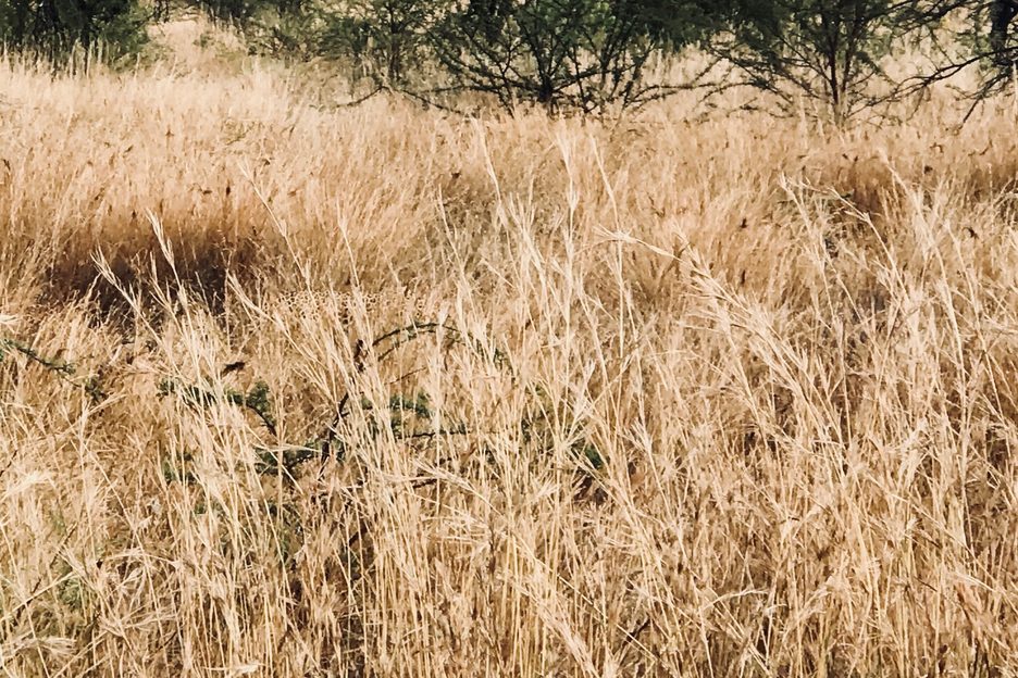 A ferocious predator is hiding in this image – can you spot it in less ...