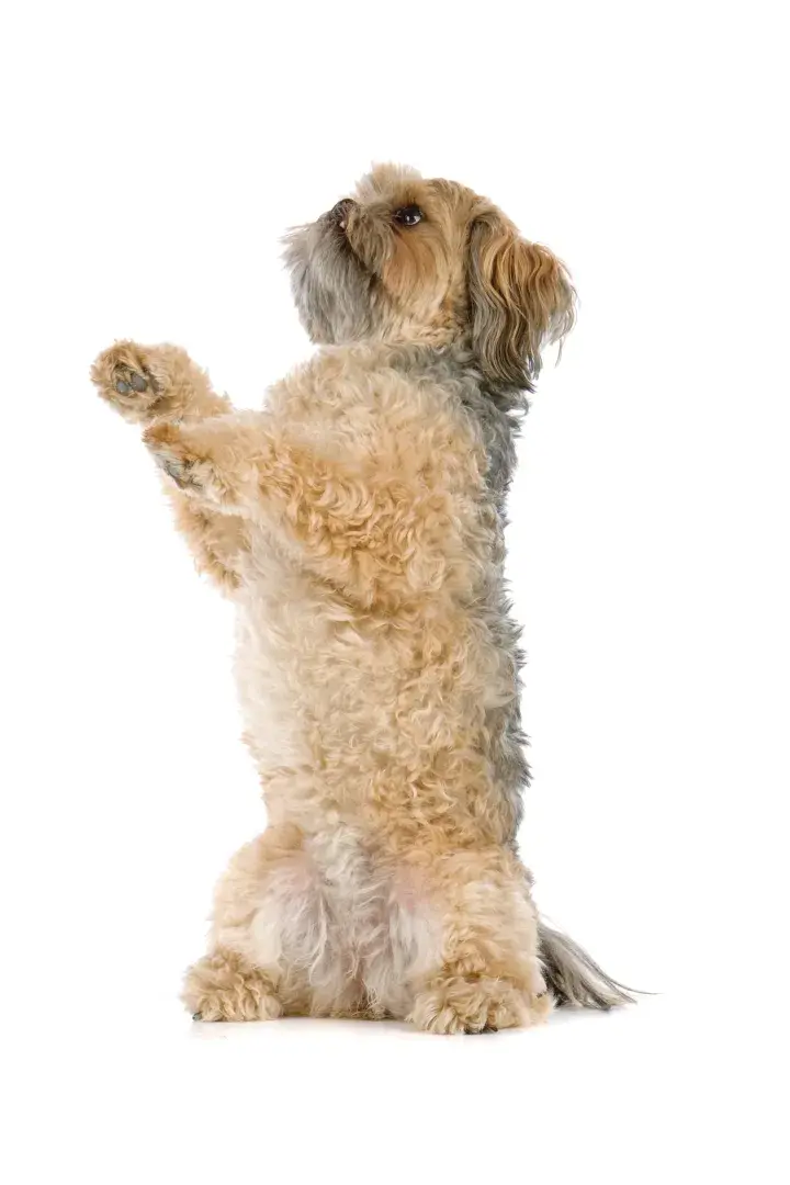 Understanding fear-based behaviors among pets: What your animal may be ...