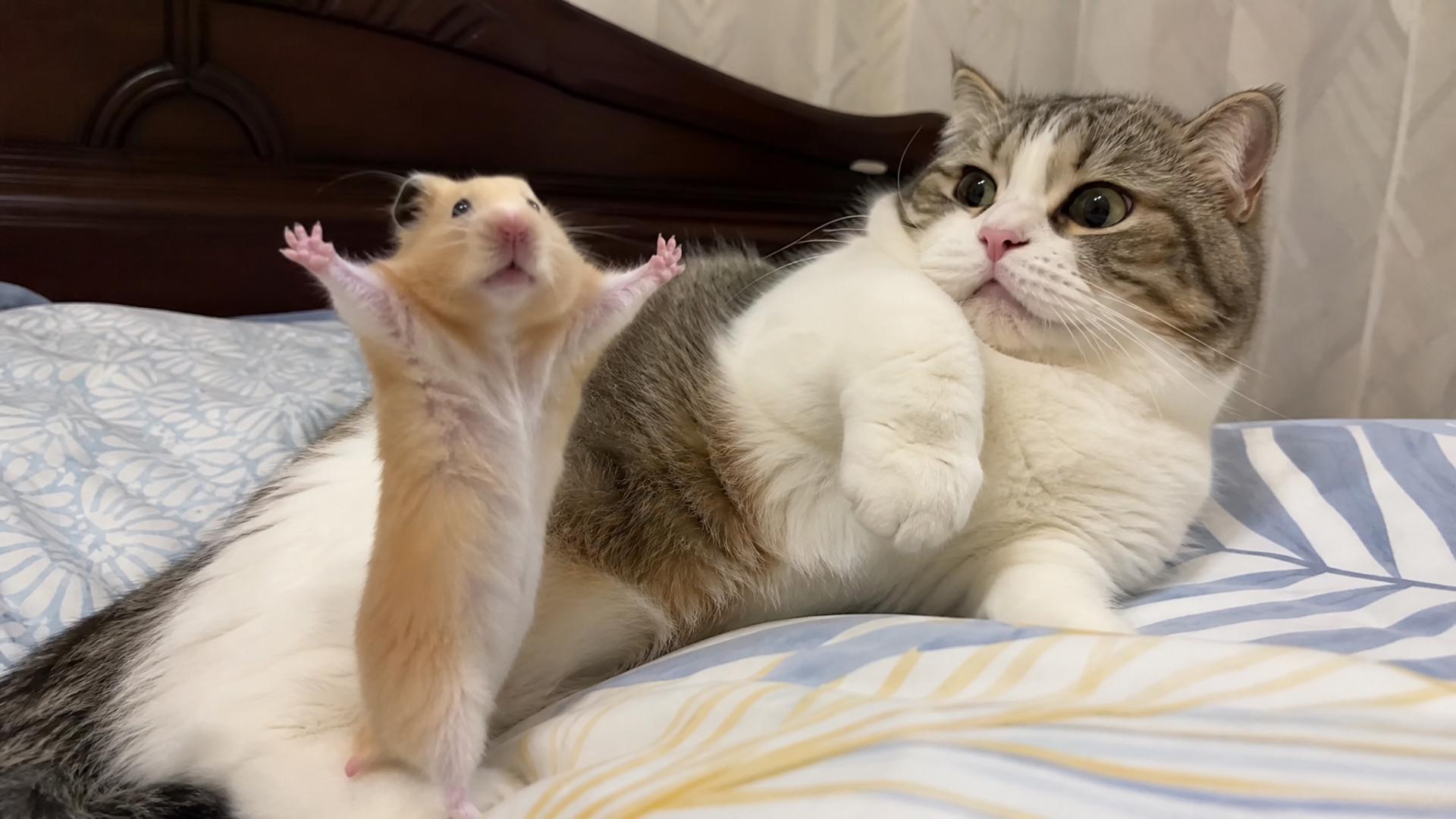 Gigachad hamster casually steals snacks right under fearless predator's ...