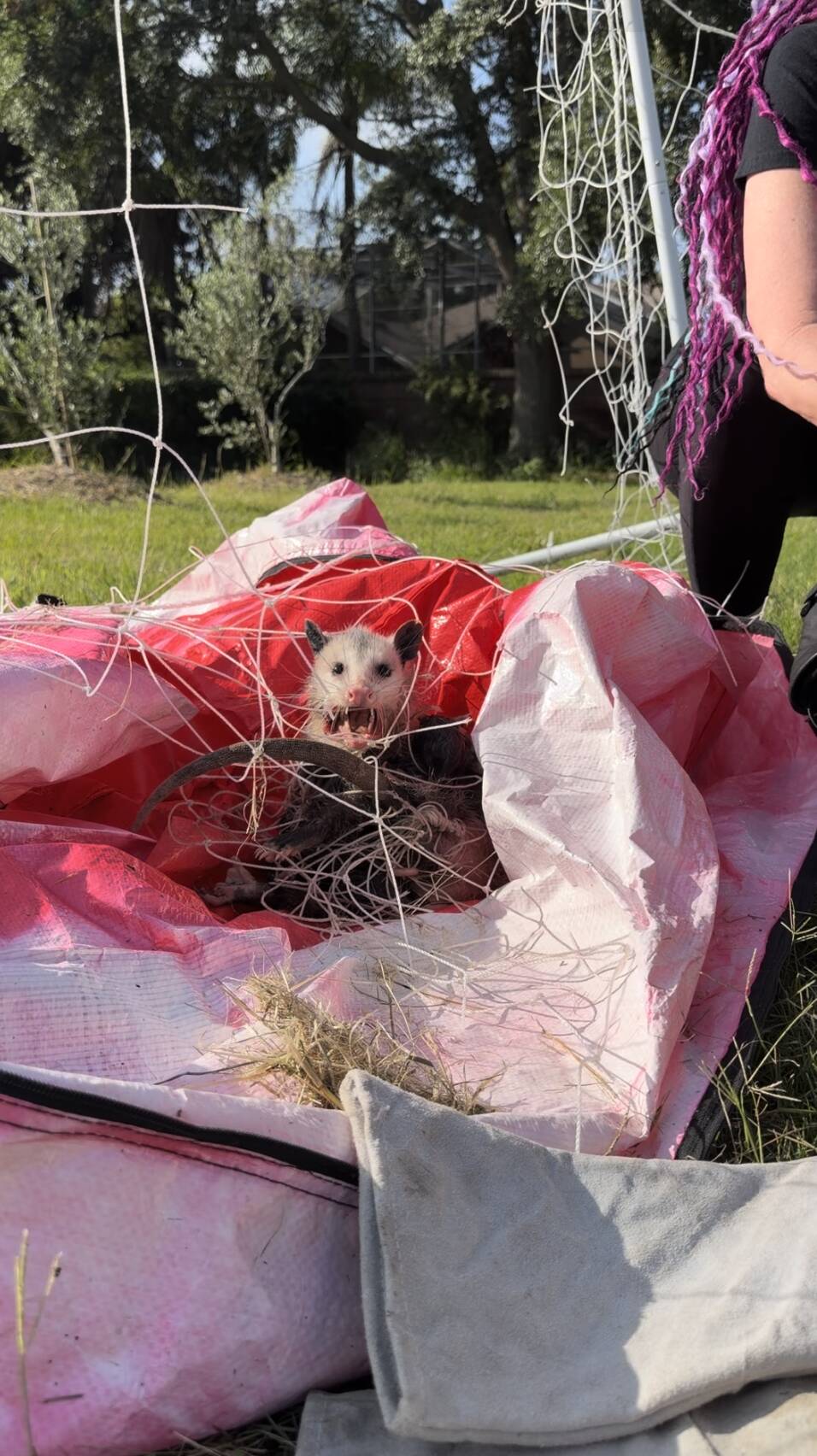 Opossum tangled in soccer net refuses help — then her rescuer realizes why