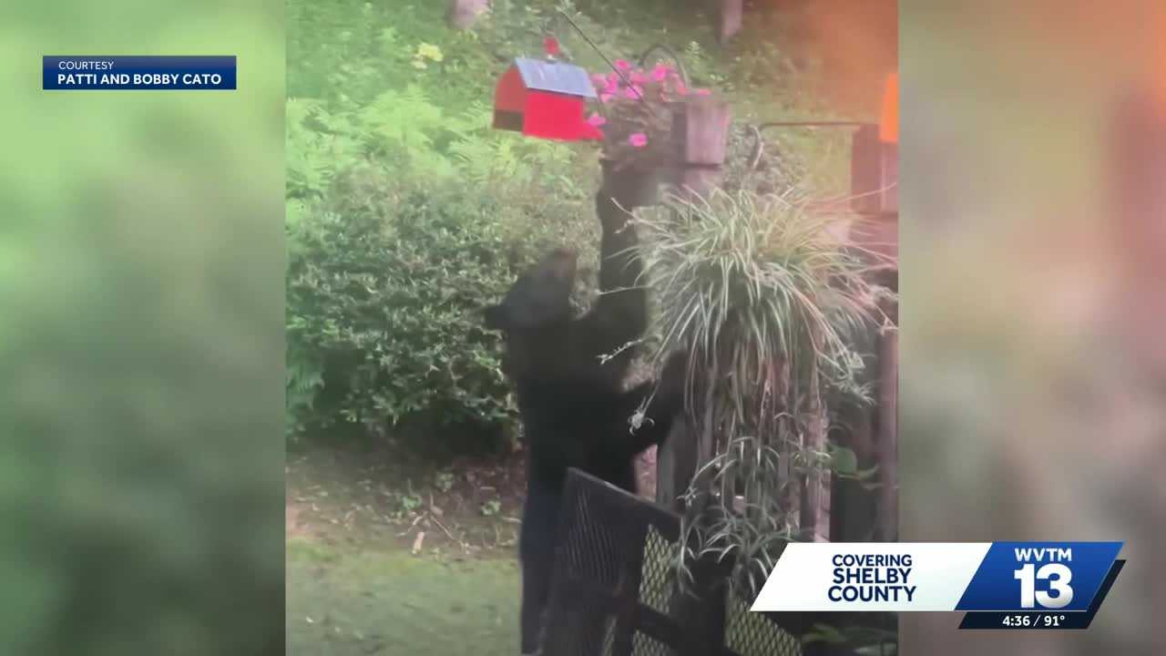 A 3-year-old black bear is drawing attention across the Birmingham area