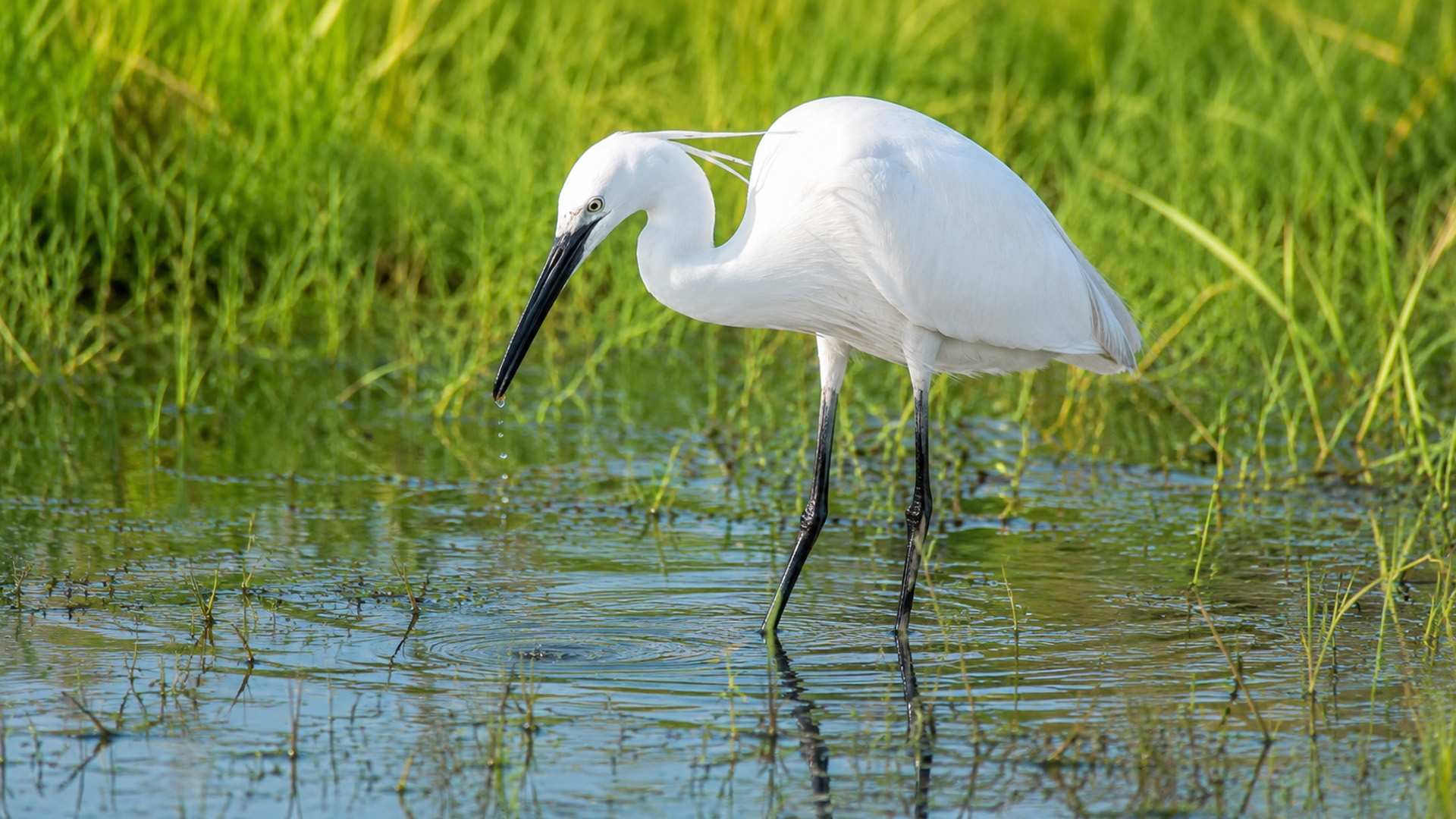 Wildlife camera reveals a white egret’s feeding routine