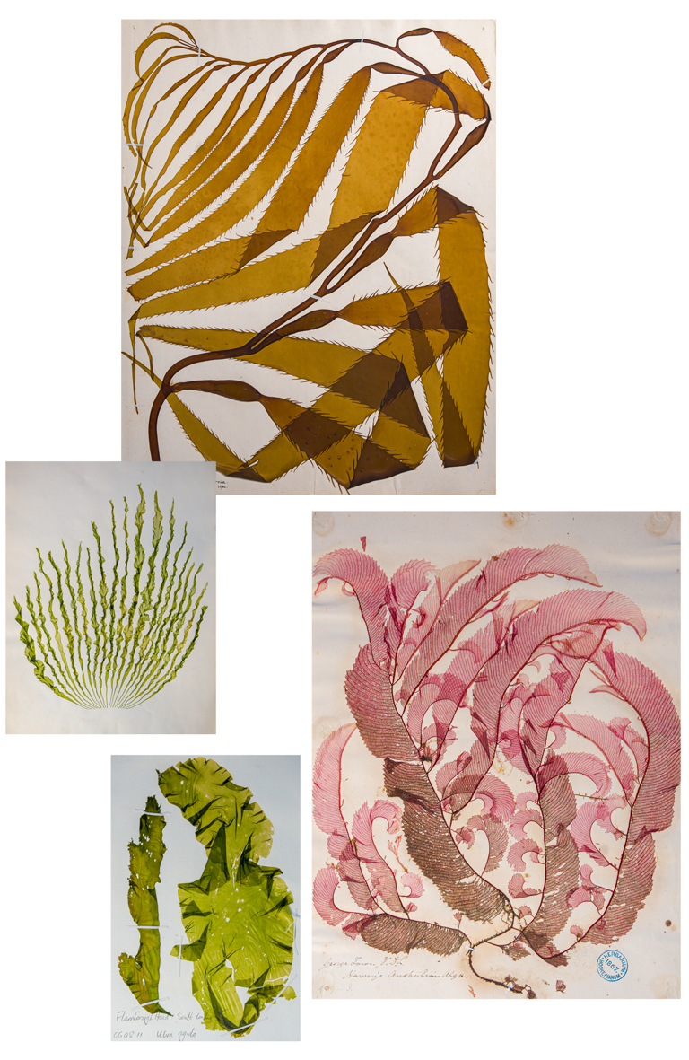 Scientist's lifelong obsession with mystery of elusive 'pink zebra' seaweed
