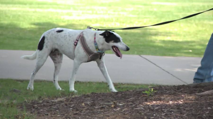 These types of dogs have their day
