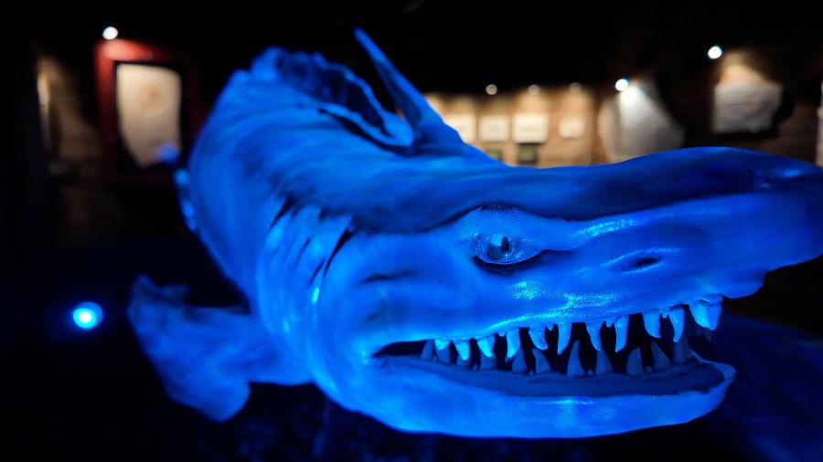 Paleontologist with Whiteside Museum in Seymour featured on Discover Channel's Shark Week