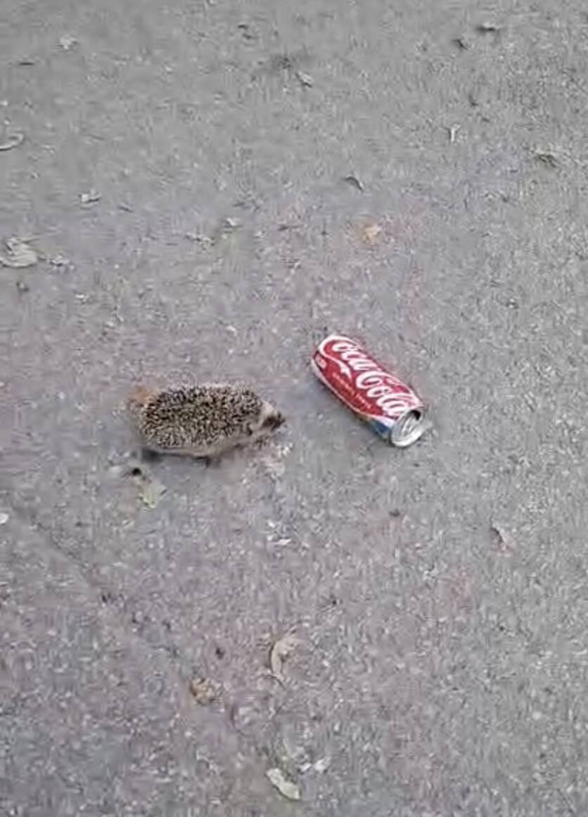 Campers hear an aluminum can rolling — then spot a little hedgehog
