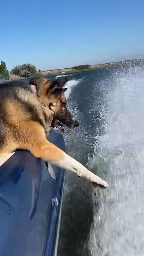 Dog enjoys boat ride from the best spot