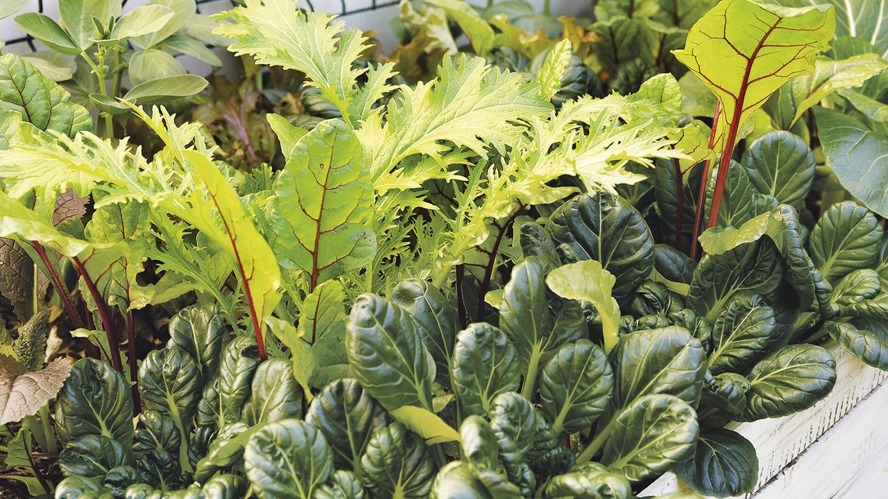 Vegetables to sow in August - 7 easy crops to plant now for a fall harvest