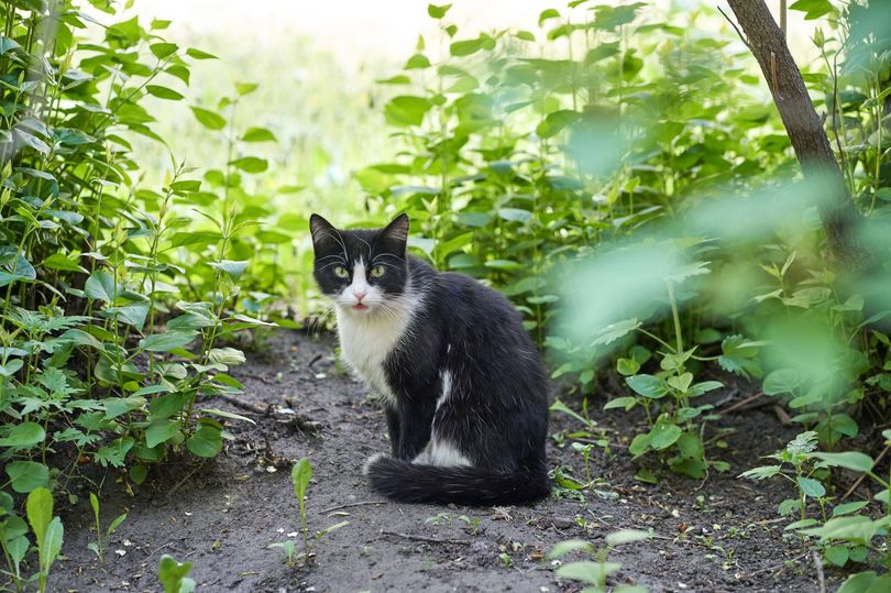 Stop cats pooing in your garden by adding natural item to soil