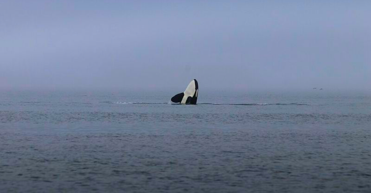 14 best places around the world to see orcas in the wild