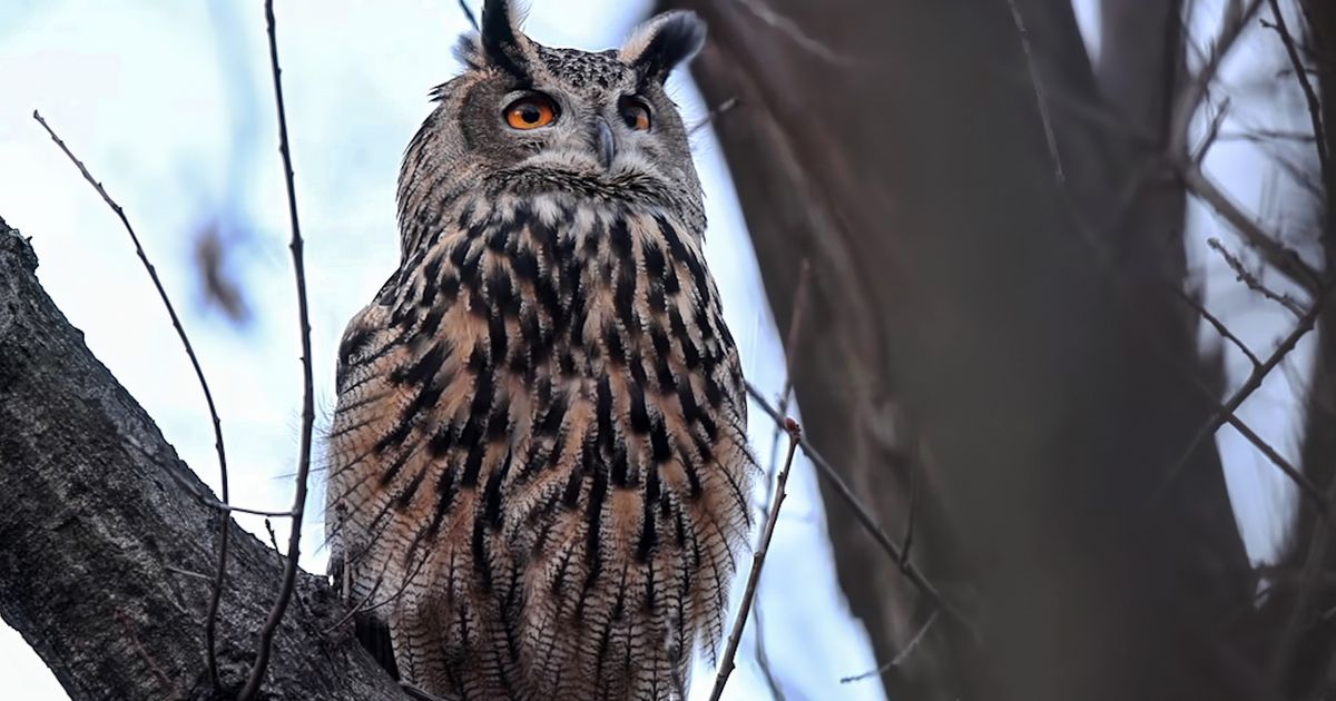 In the lovely wild inside, Flaco the owl gets his documentary
