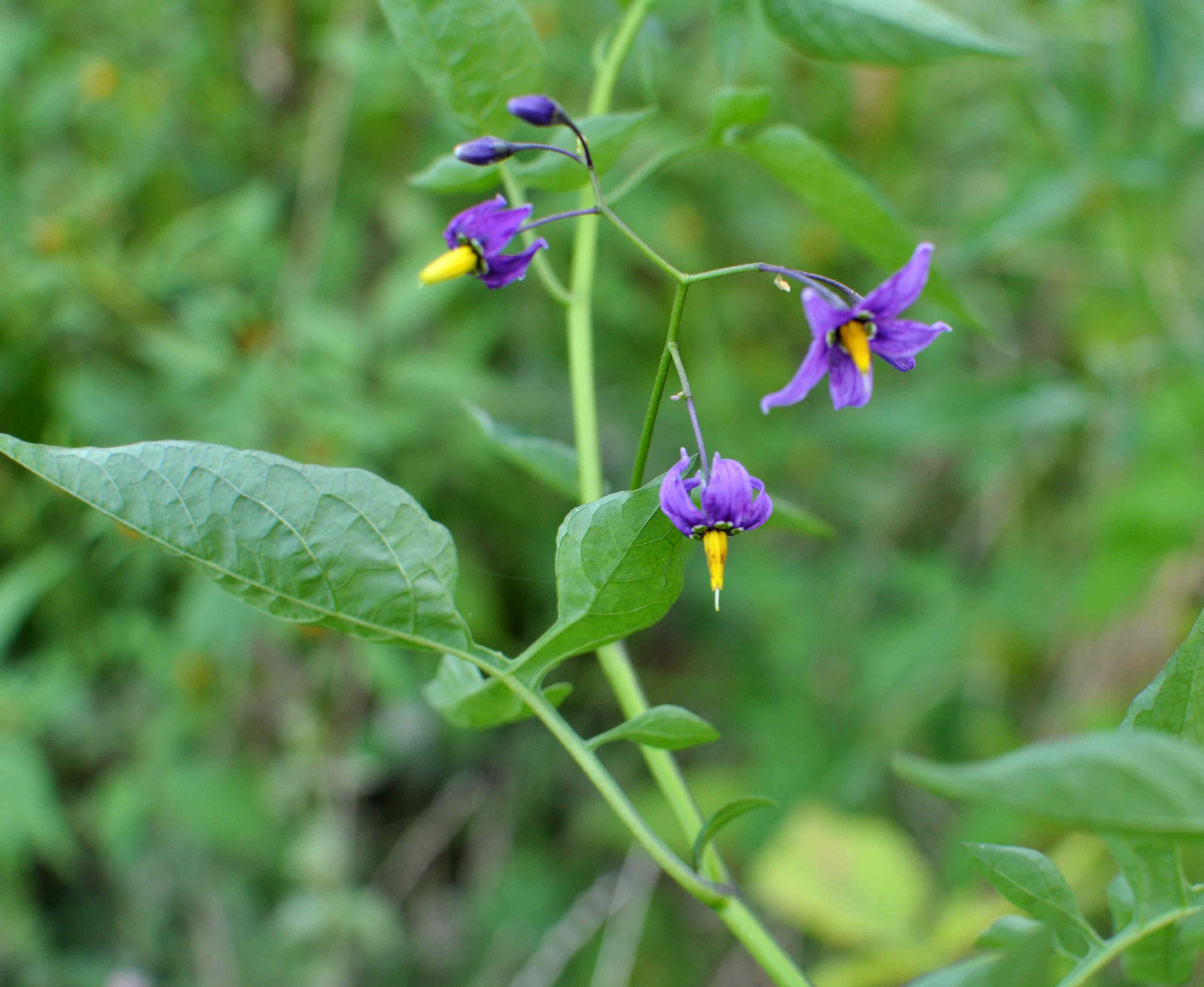 9 fast-spreading weeds you should pull as soon as you see them
