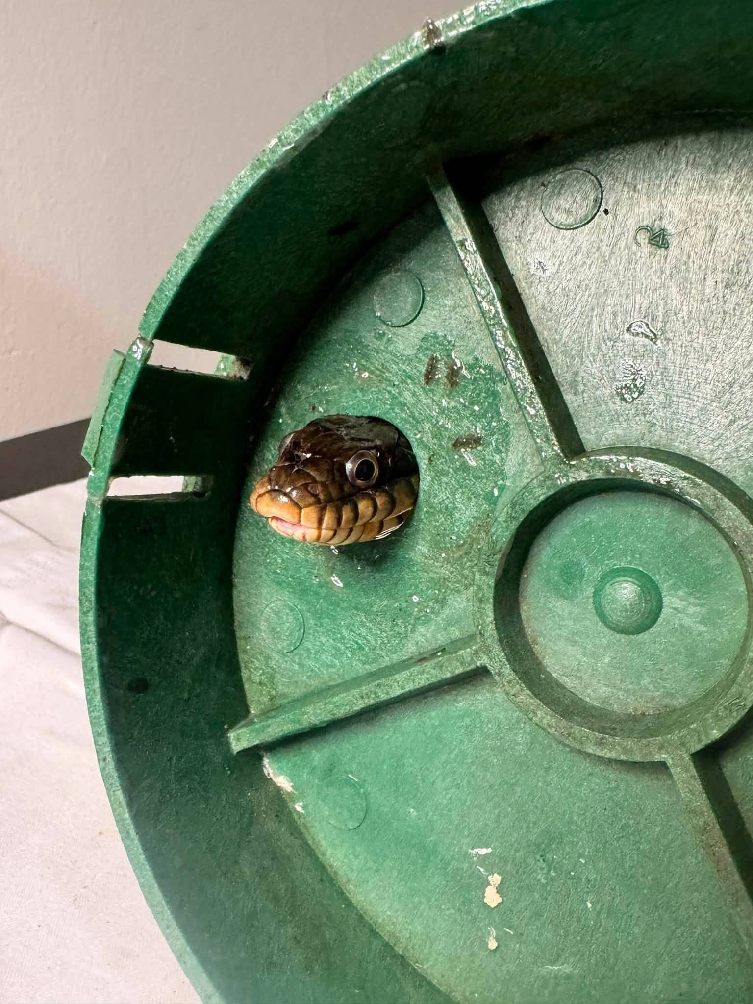 Snake looking for a snack winds up stuck in a very tight spot