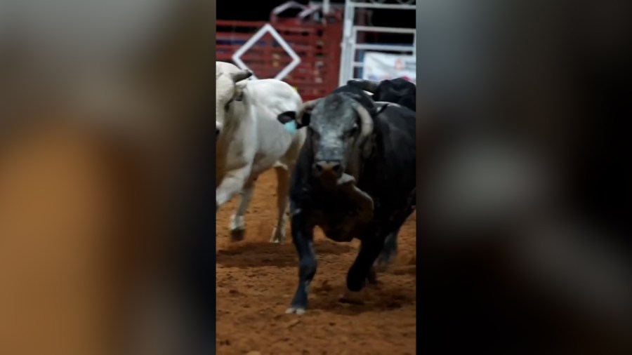 Dale County prepares to host thrilling 31st annual South Alabama Pro Rodeo Classic