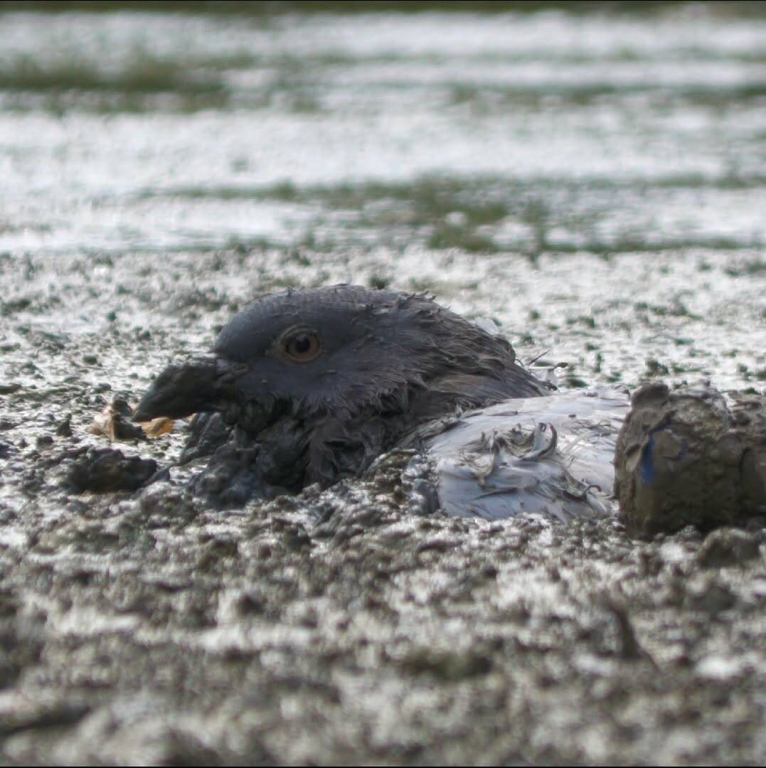 Rescuer spots tiny head sticking out of thick mud — then realizes it's alive