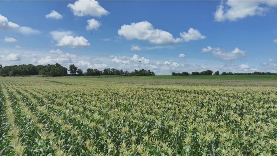 New cases of destructive fungal disease confirmed in Iowa counties