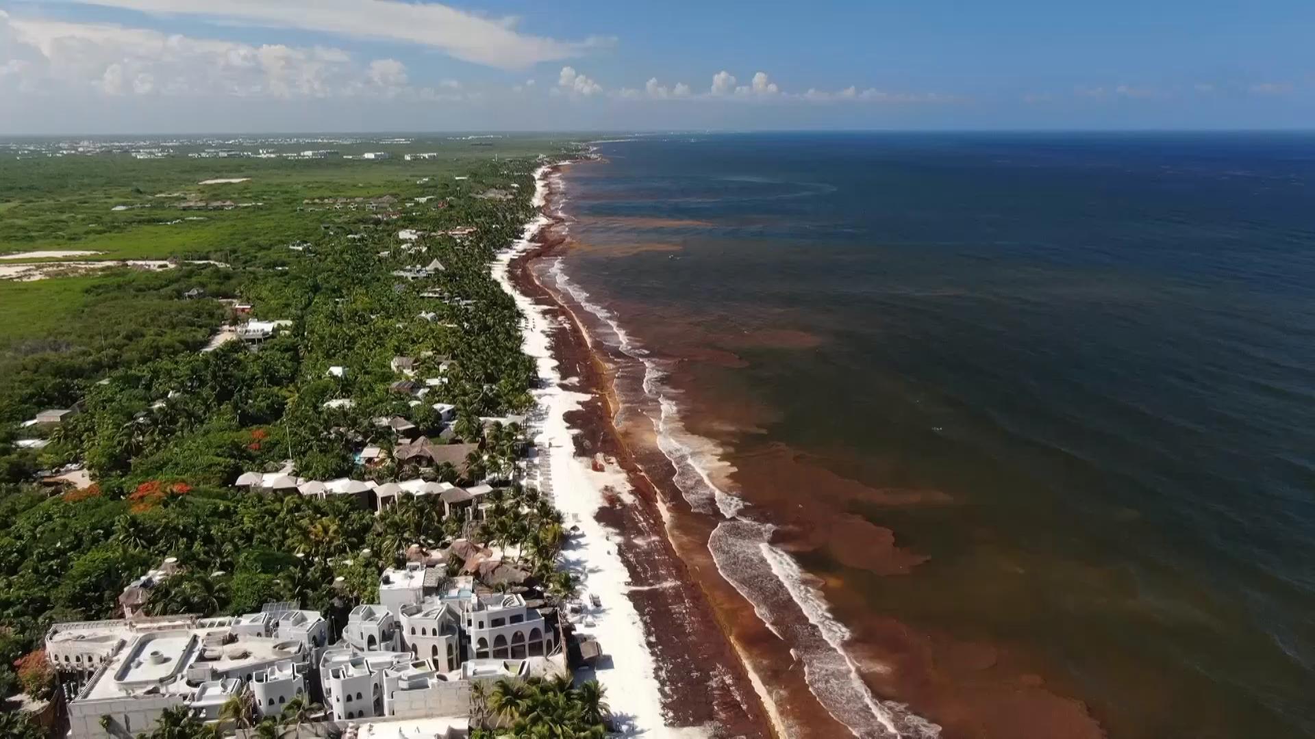 Seaweed blankets Mexico's Caribbean coast as cleanup efforts expand
