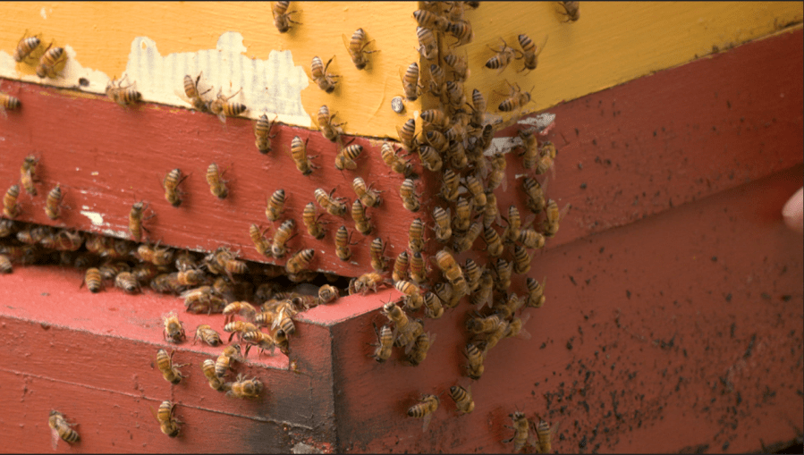 City of Clemson encourages residents to apply for beekeeping permits