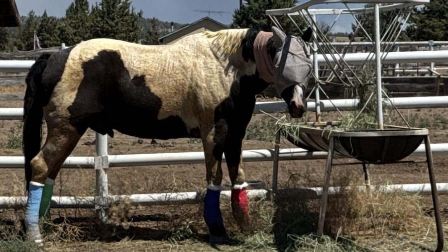 Oregon organization aims to raise funds for burnt land, injured livestock amid wildfires KOIN Breaking News Alerts