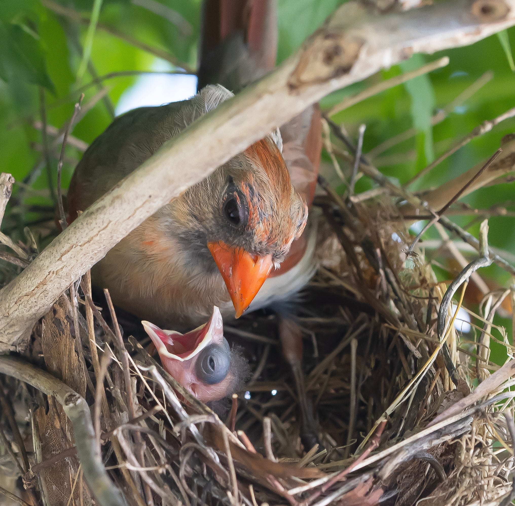 Male cardinals are devoted parents