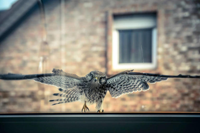 How to stop birds from flying into your window, according to an expert