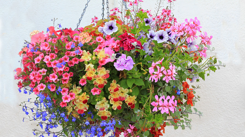 10 multicolor flowers perfect for hanging baskets