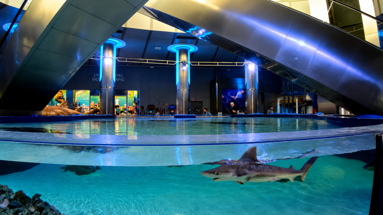 Sharks swimming beneath the walkways of Oceanogràfic Valencia (4K)