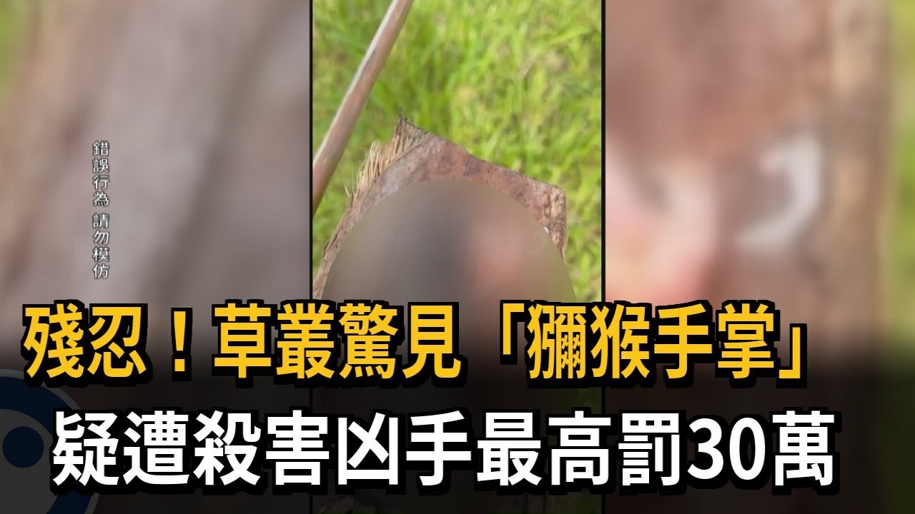 殘忍!草叢驚見「獼猴手掌」疑遭殺害凶手最高罰30萬－民視新聞
