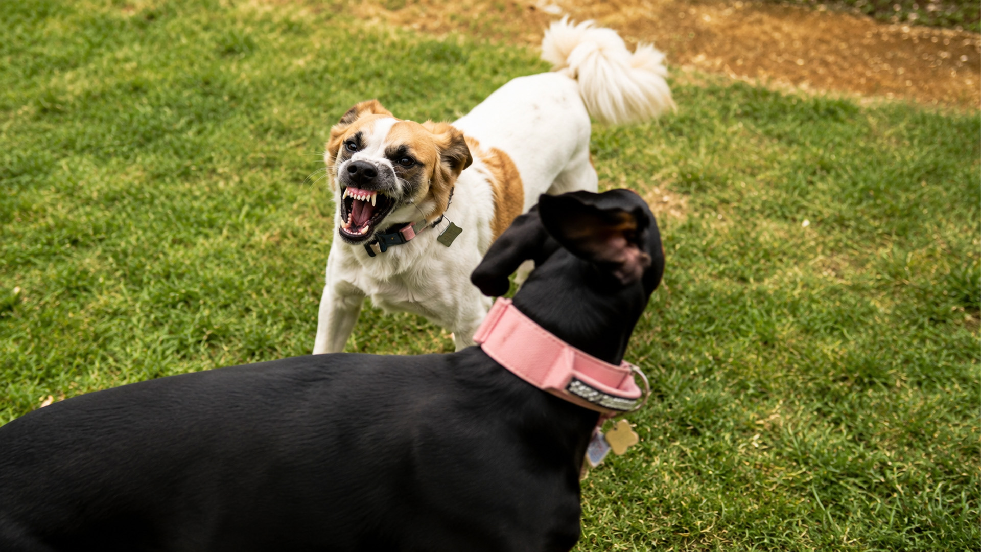 Rescue Dog Warned Our Golden Retriever Away
