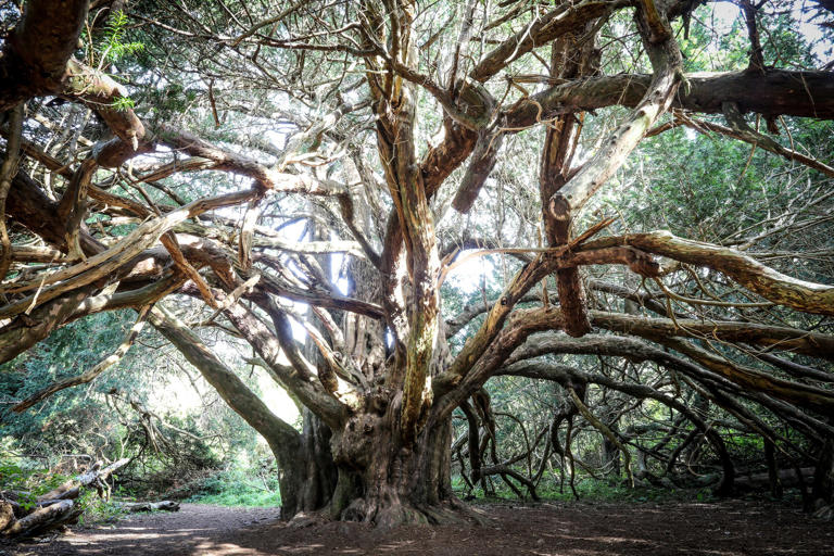 Yew trees at Kingley Vale National Nature Reserve. © Paul Mansfield/Getty