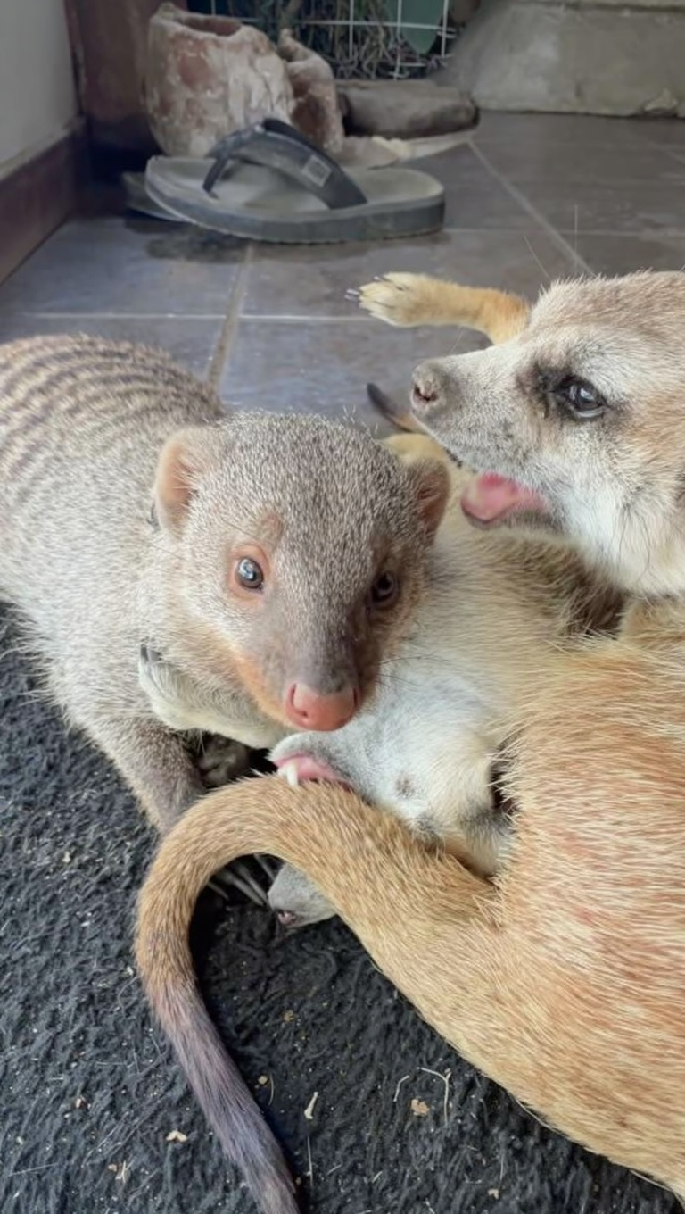 Rescue animals face off in a hilarious showdown