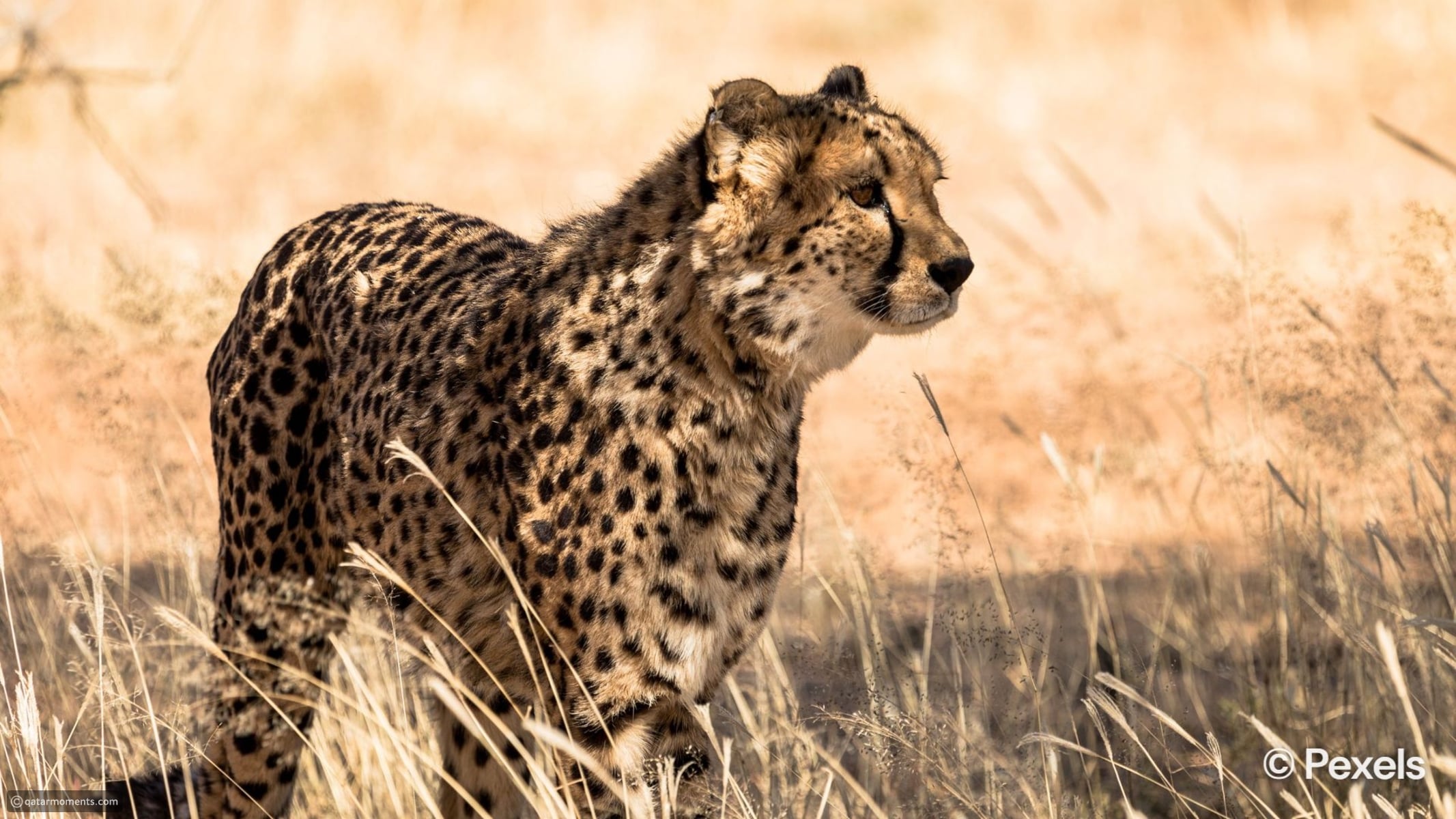 The world's fastest animals across land, sea, and sky