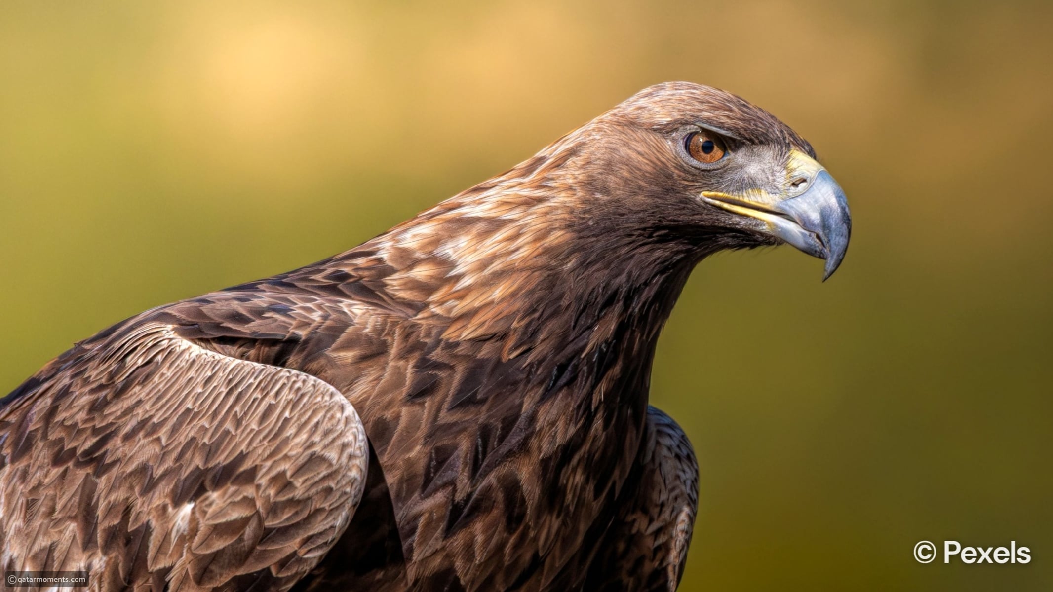 The world's fastest animals across land, sea, and sky